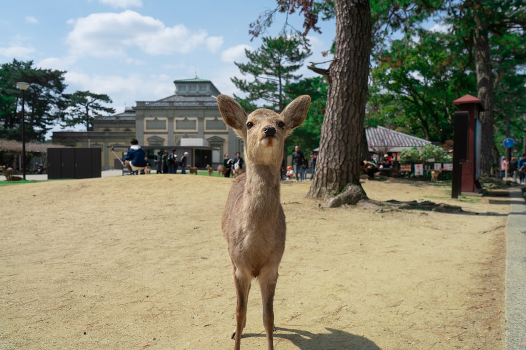 Nara